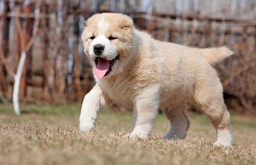 In the suburbs Alabai bit off a woman's hand. Why these dogs attack people? In the suburbs Alabai bit off a woman's hand. Why these dogs attack people?