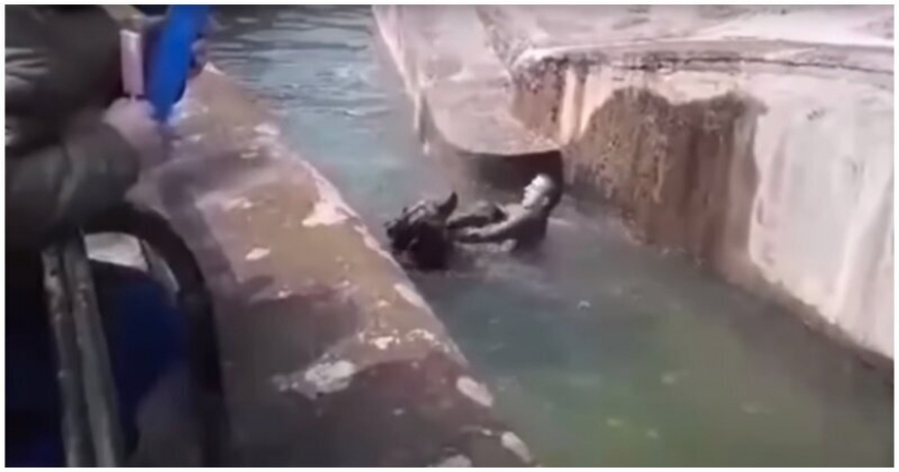 In the Warsaw zoo drunk man tried to drown the bear
