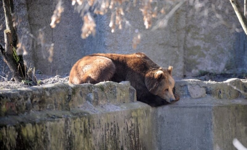 In the Warsaw zoo drunk man tried to drown the bear