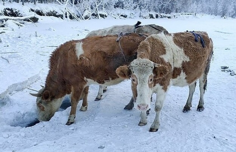In Yakutia, due to the severe frosts sew fur bras for cows