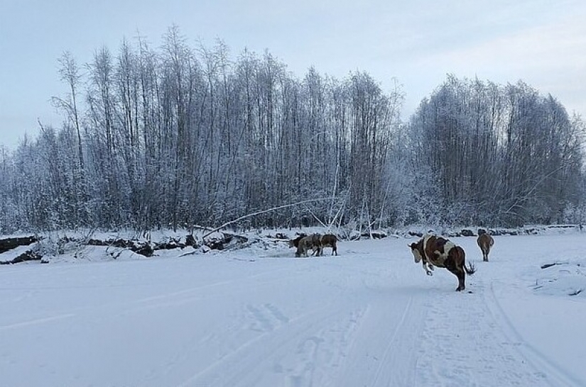 In Yakutia, due to the severe frosts sew fur bras for cows
