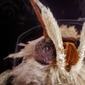 Increíbles retratos de familiares de los insectos