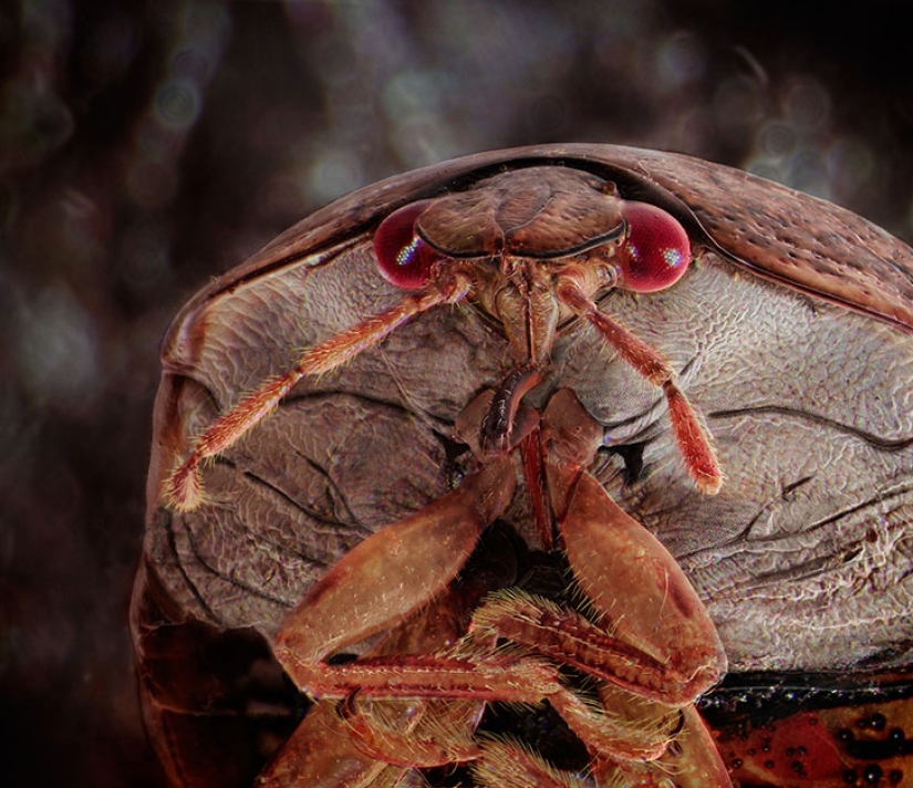 Increíbles retratos de familiares de los insectos