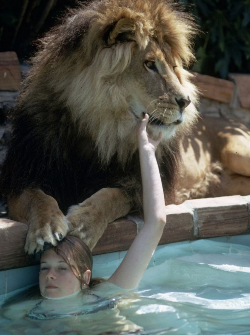 Incredible photos from the ' 70s: Melanie Griffith and lion Neil Incredible photos from the ' 70s: Melanie Griffith and lion Neil