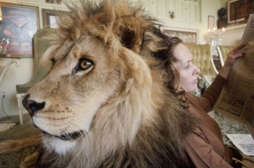 Incredible photos from the ' 70s: Melanie Griffith and lion Neil Incredible photos from the ' 70s: Melanie Griffith and lion Neil