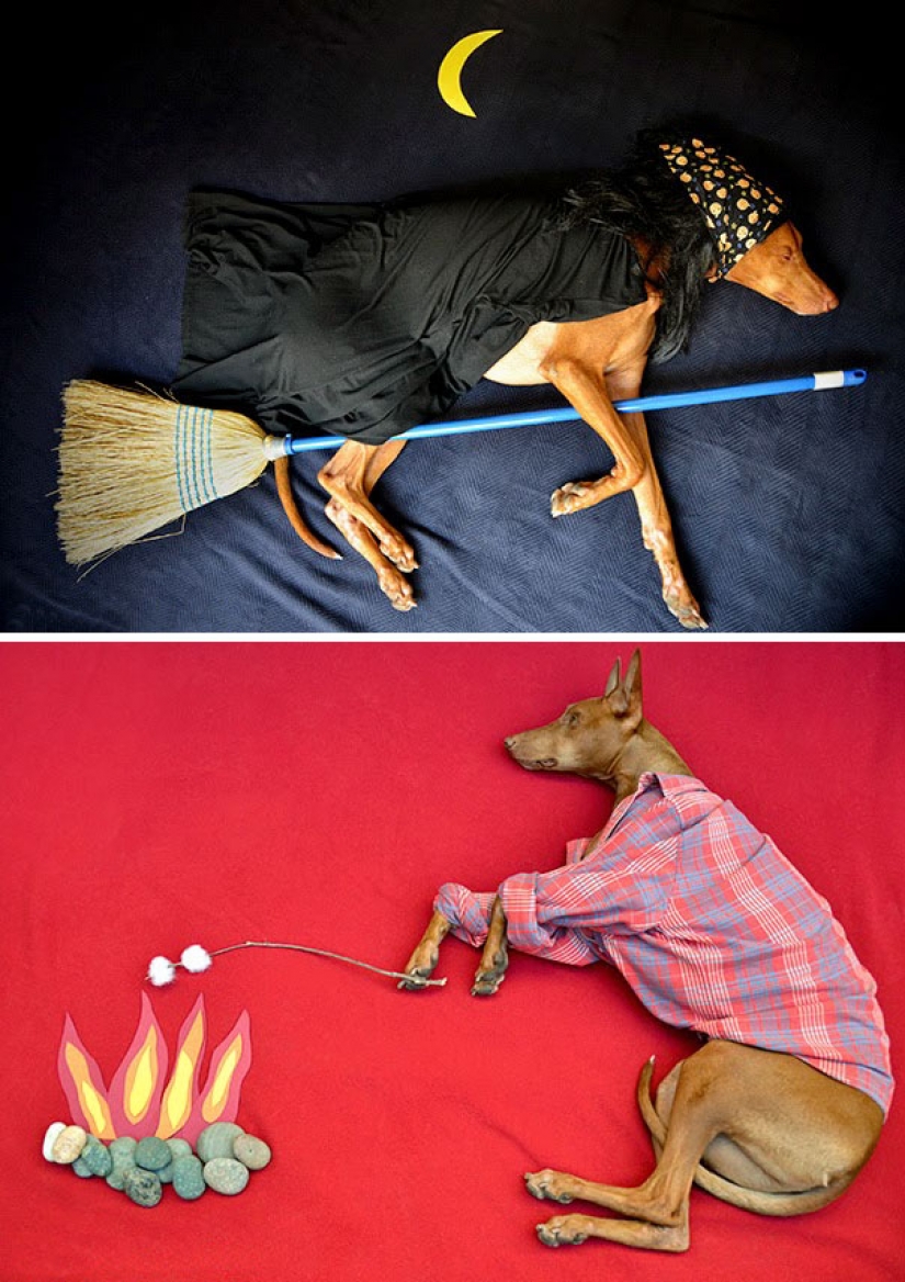 Ingenious life hacks from dog owners