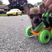 Ingenious life hacks from dog owners