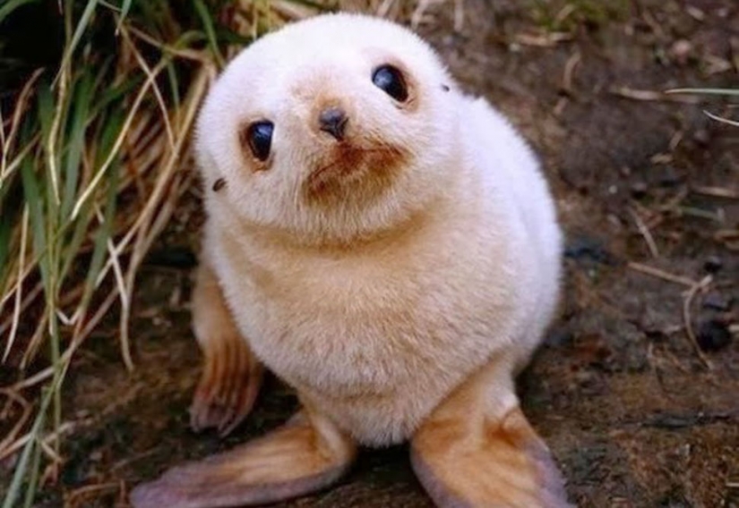 Insoportablemente lindo del bebé de los animales que va a hacer su día mejor Insoportablemente lindo del bebé de los animales que va a hacer su día mejor