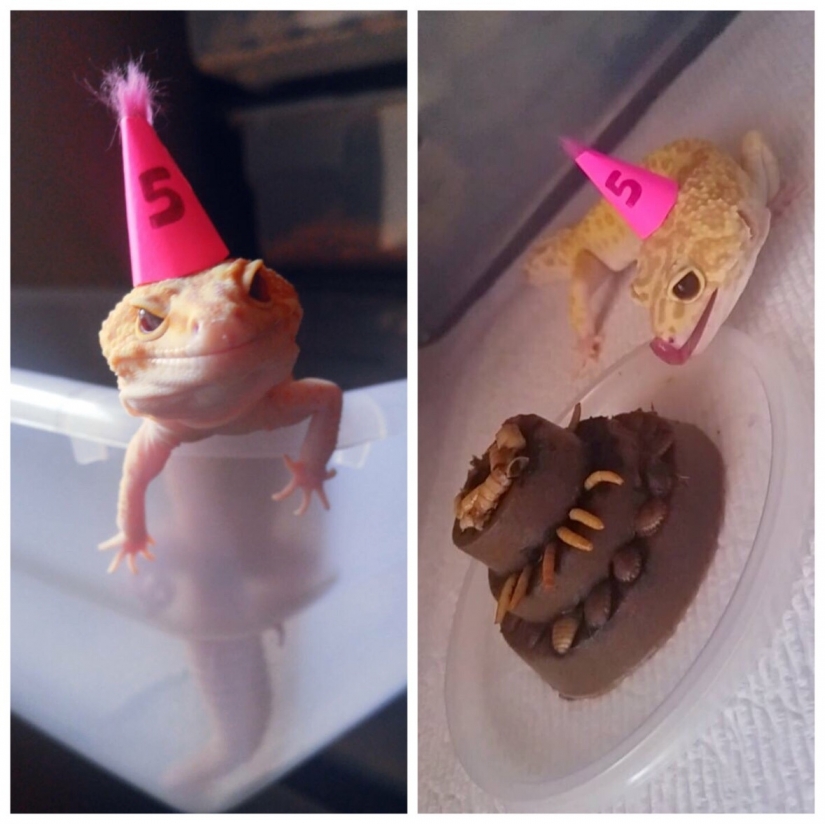 Insoportablemente lindo del bebé de los animales que va a hacer su día mejor Insoportablemente lindo del bebé de los animales que va a hacer su día mejor