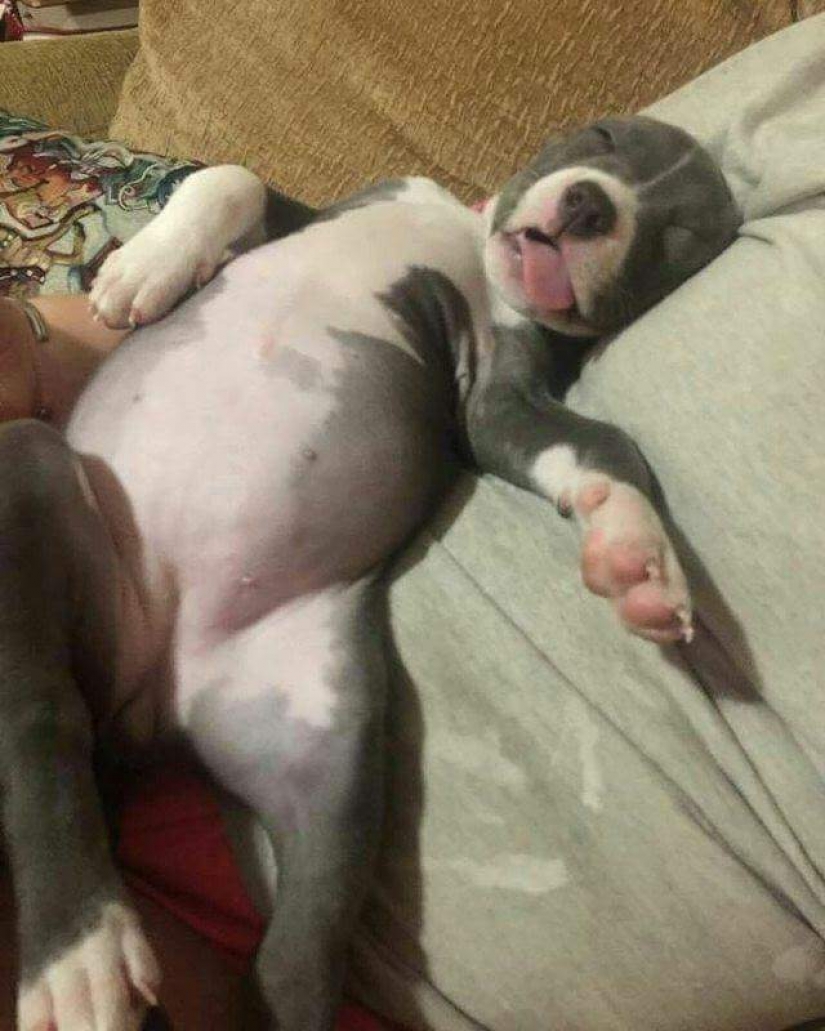 Insoportablemente lindo del bebé de los animales que va a hacer su día mejor Insoportablemente lindo del bebé de los animales que va a hacer su día mejor