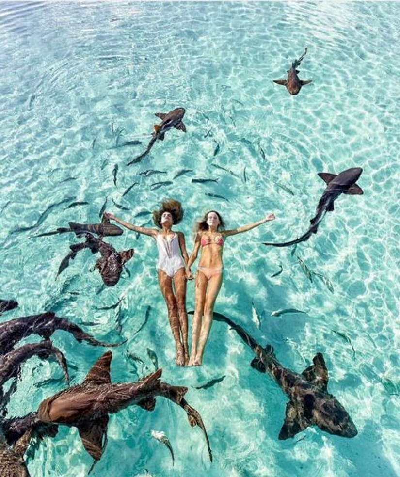 Instagram-la modelo subió en la piscina con los tiburones por el bien de los que le gusta y casi pierdo mi mano