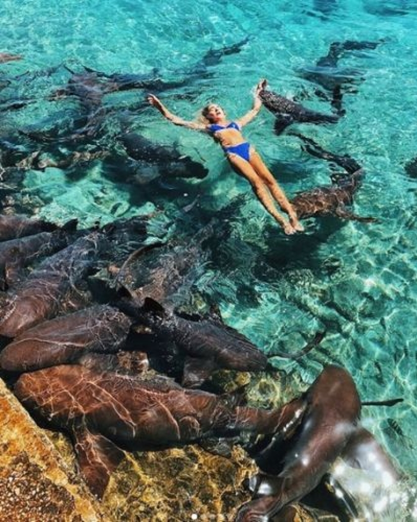 Instagram-the model climbed in the pool with the sharks for the sake of likes and almost lost my hand