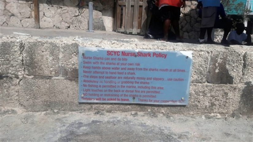 Instagram-the model climbed in the pool with the sharks for the sake of likes and almost lost my hand