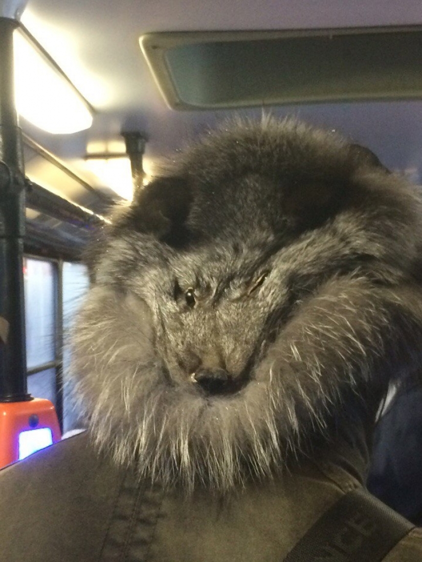 Intelligent crazy, or Strange fashion of St. Petersburg streets Intelligent crazy, or Strange fashion of St. Petersburg streets