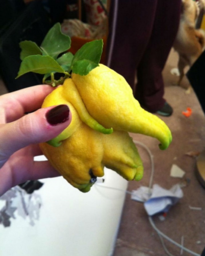 It has grown, it has grown the most unexpected forms of vegetables and fruits