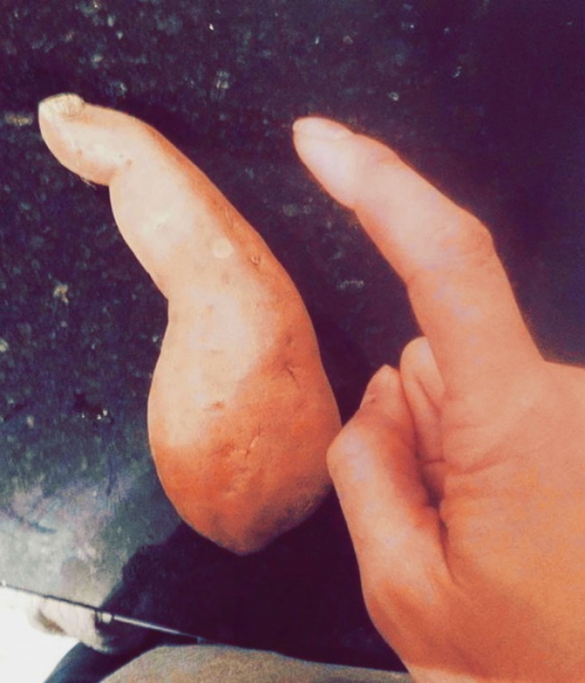 It has grown, it has grown the most unexpected forms of vegetables and fruits