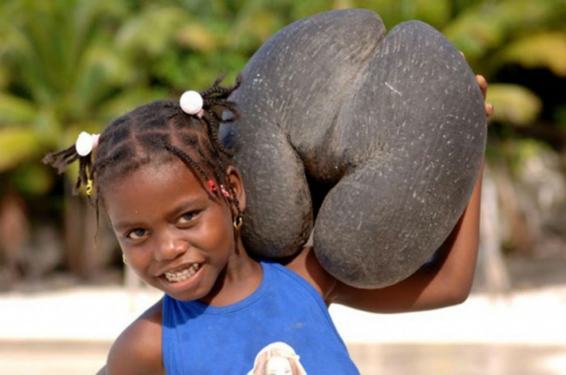 It has grown, it has grown the most unexpected forms of vegetables and fruits