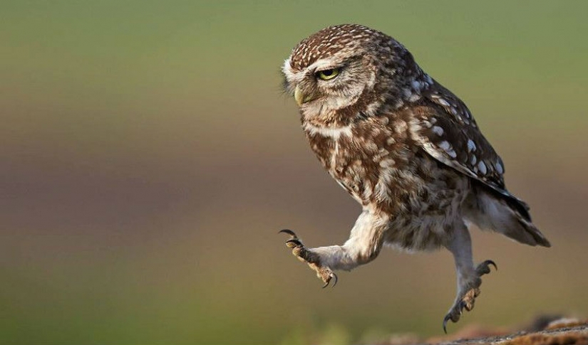 It's 100 most valuable photos of owls of all times and peoples