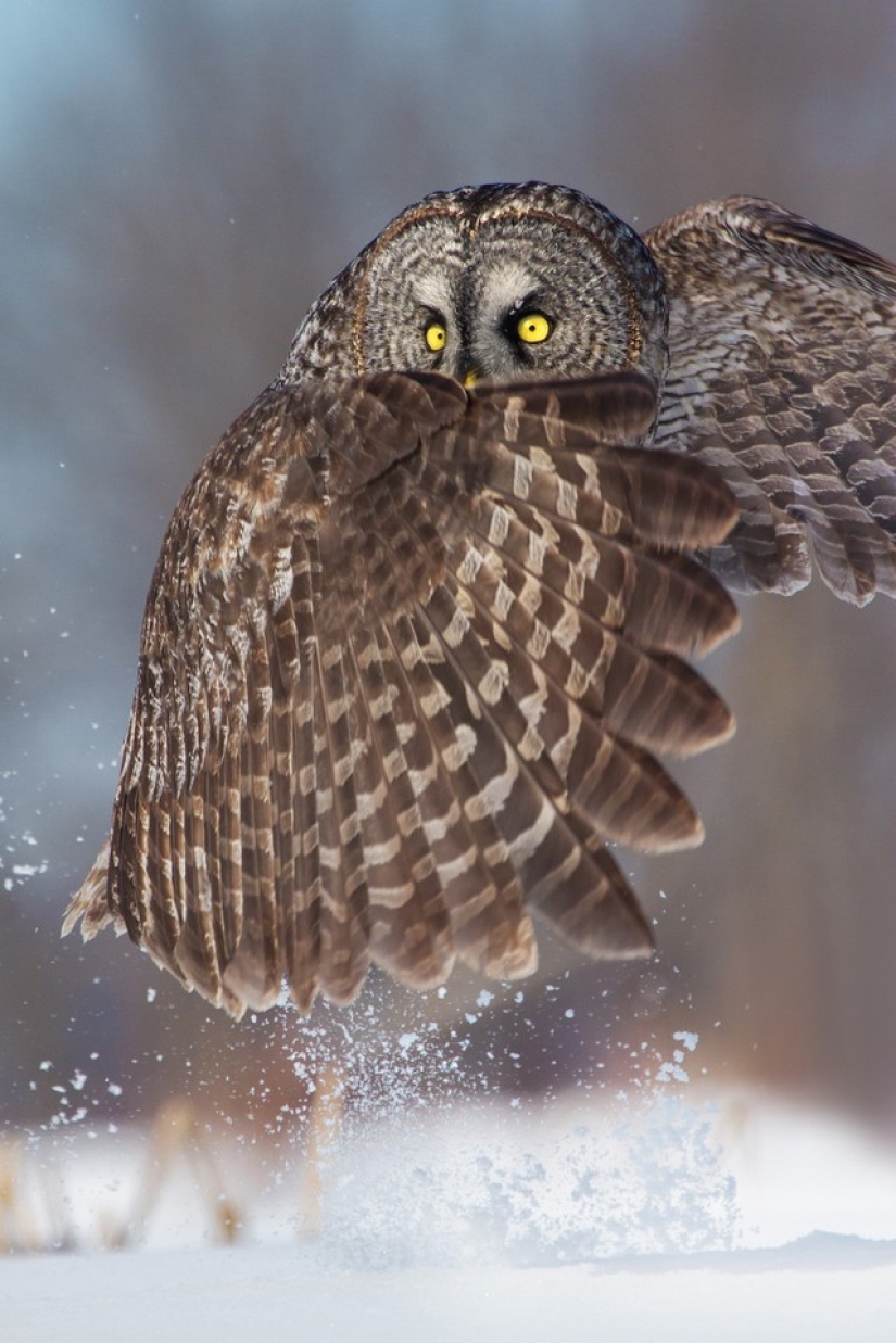 It's 100 most valuable photos of owls of all times and peoples