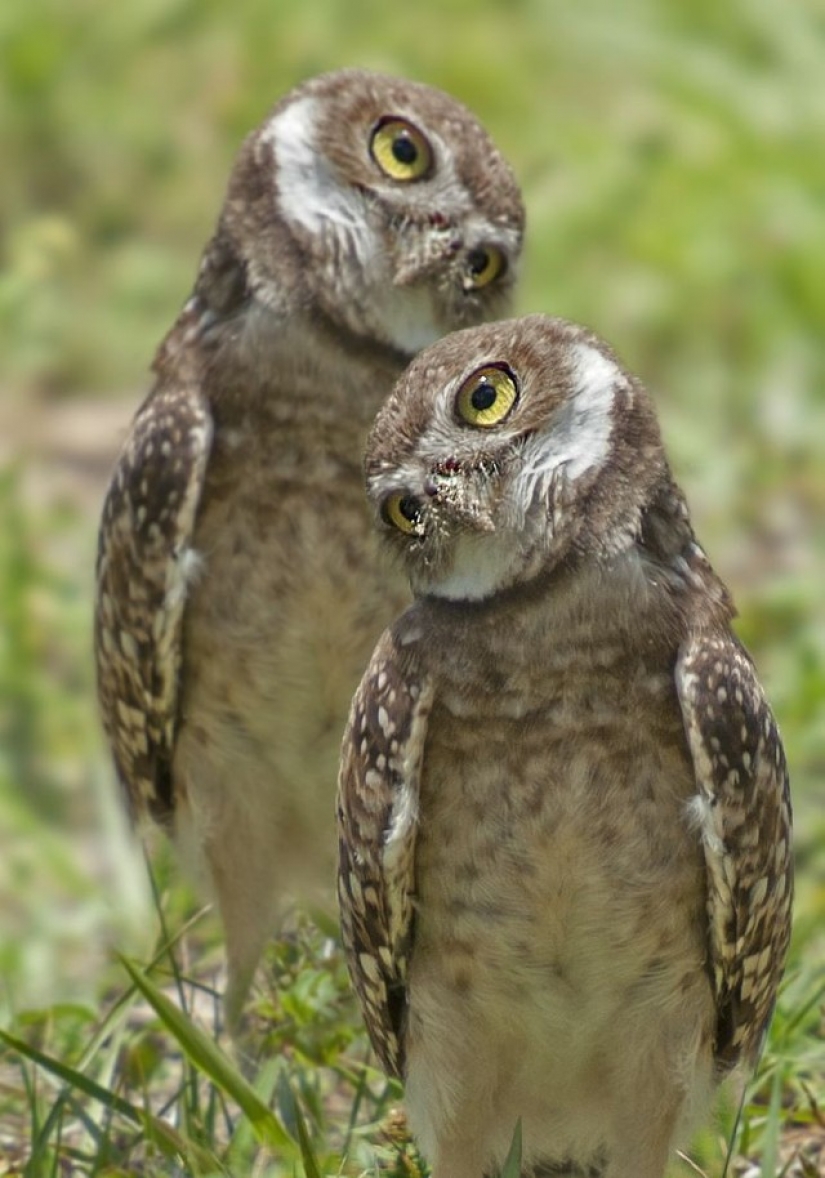It's 100 most valuable photos of owls of all times and peoples