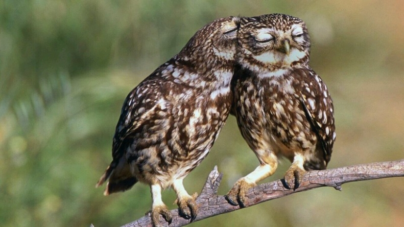 It's 100 most valuable photos of owls of all times and peoples
