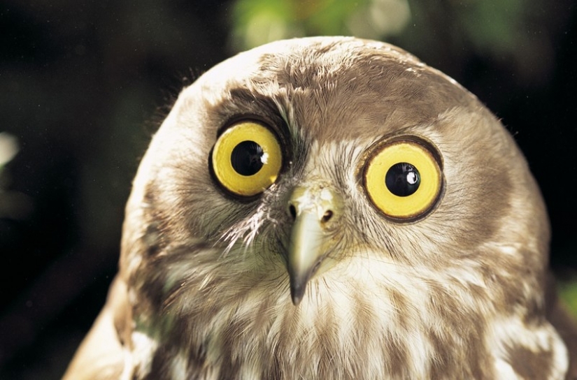 It's 100 most valuable photos of owls of all times and peoples