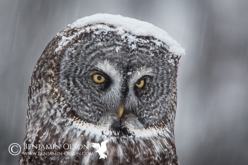 It's 100 most valuable photos of owls of all times and peoples
