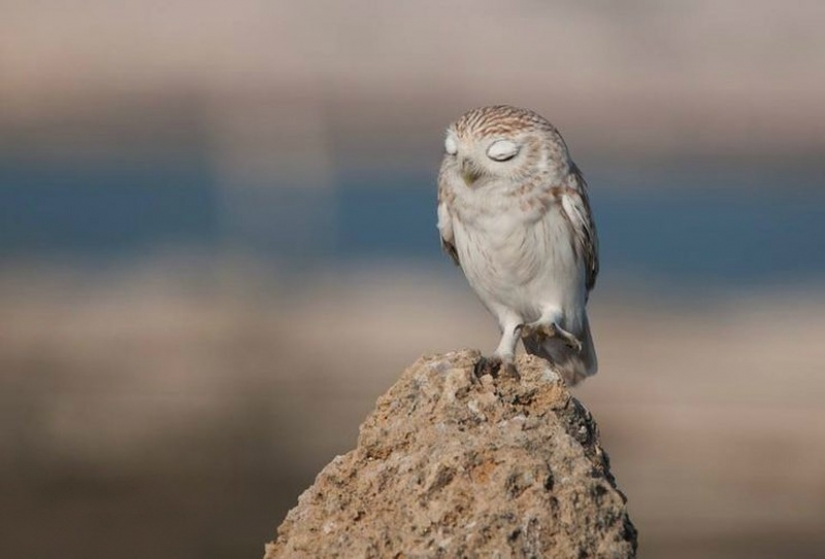 It's 100 most valuable photos of owls of all times and peoples