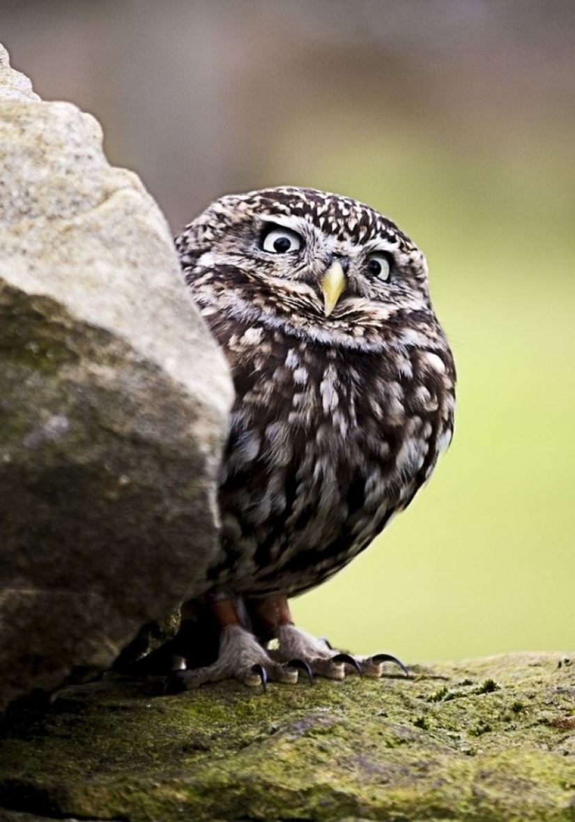 It's 100 most valuable photos of owls of all times and peoples