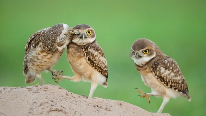 It's 100 most valuable photos of owls of all times and peoples