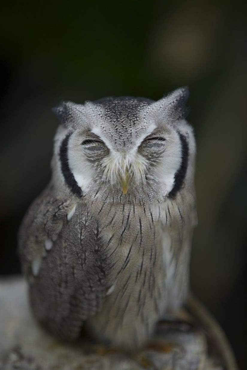 It's 100 most valuable photos of owls of all times and peoples