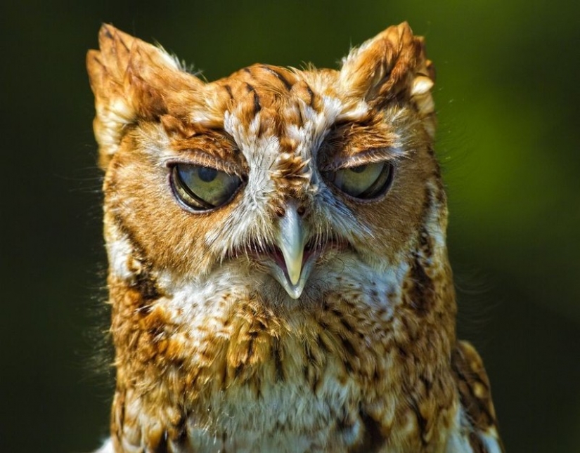It's 100 most valuable photos of owls of all times and peoples