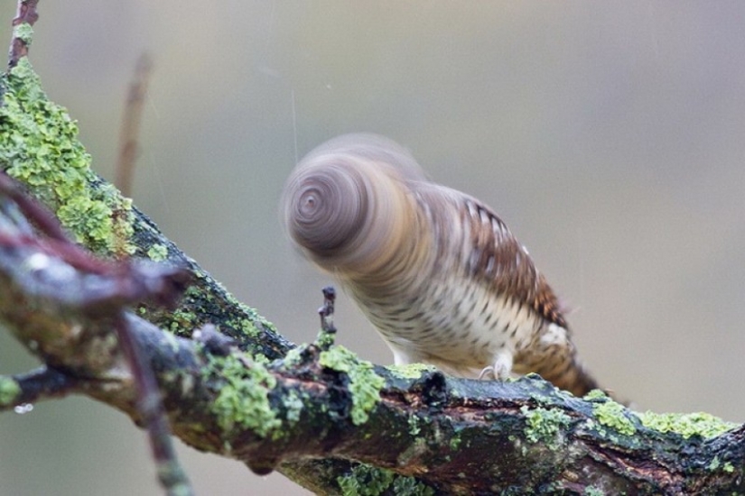 It's 100 most valuable photos of owls of all times and peoples