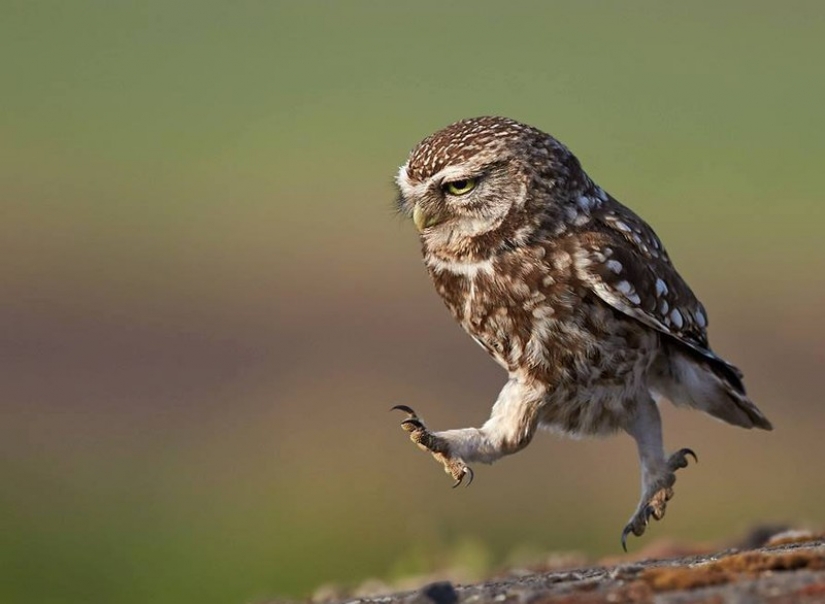 It's 100 most valuable photos of owls of all times and peoples