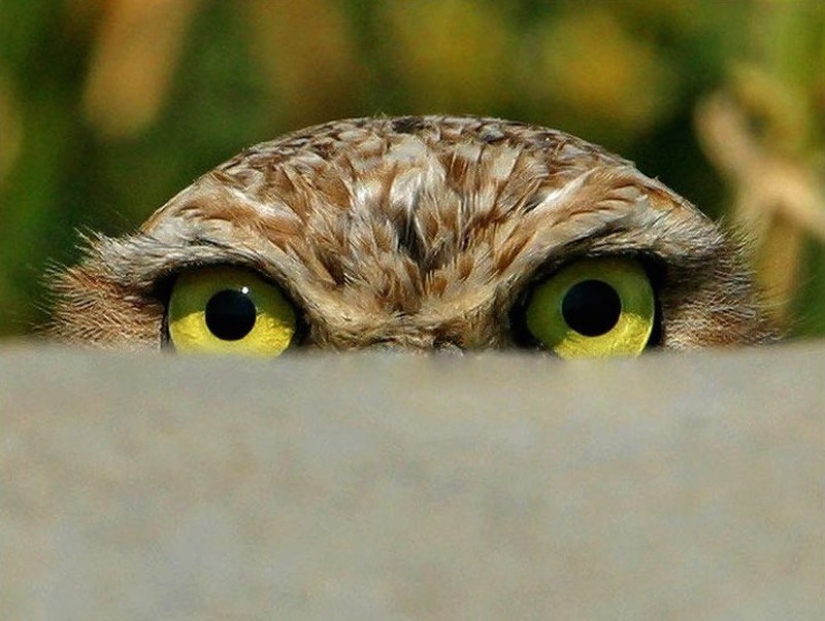 It's 100 most valuable photos of owls of all times and peoples