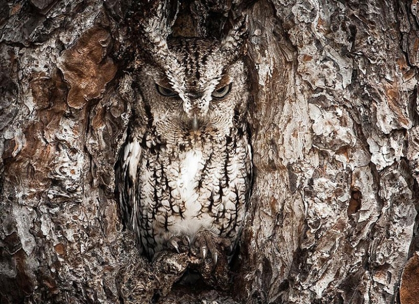 It's 100 most valuable photos of owls of all times and peoples