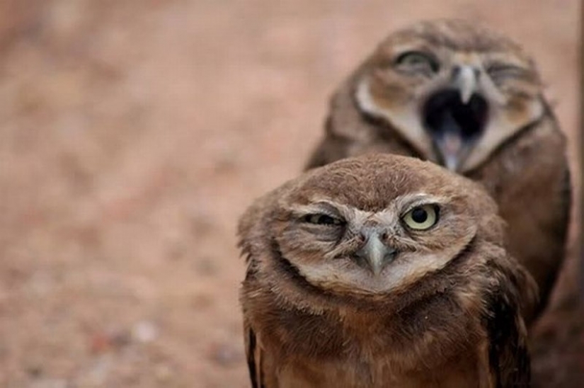 It's 100 most valuable photos of owls of all times and peoples