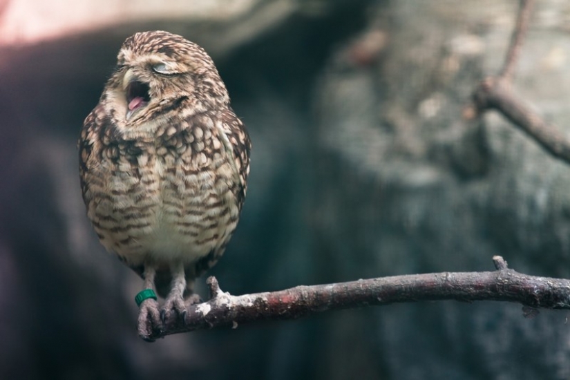 It's 100 most valuable photos of owls of all times and peoples