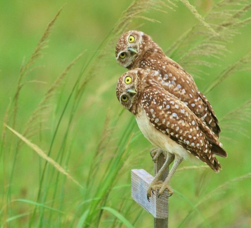 It's 100 most valuable photos of owls of all times and peoples