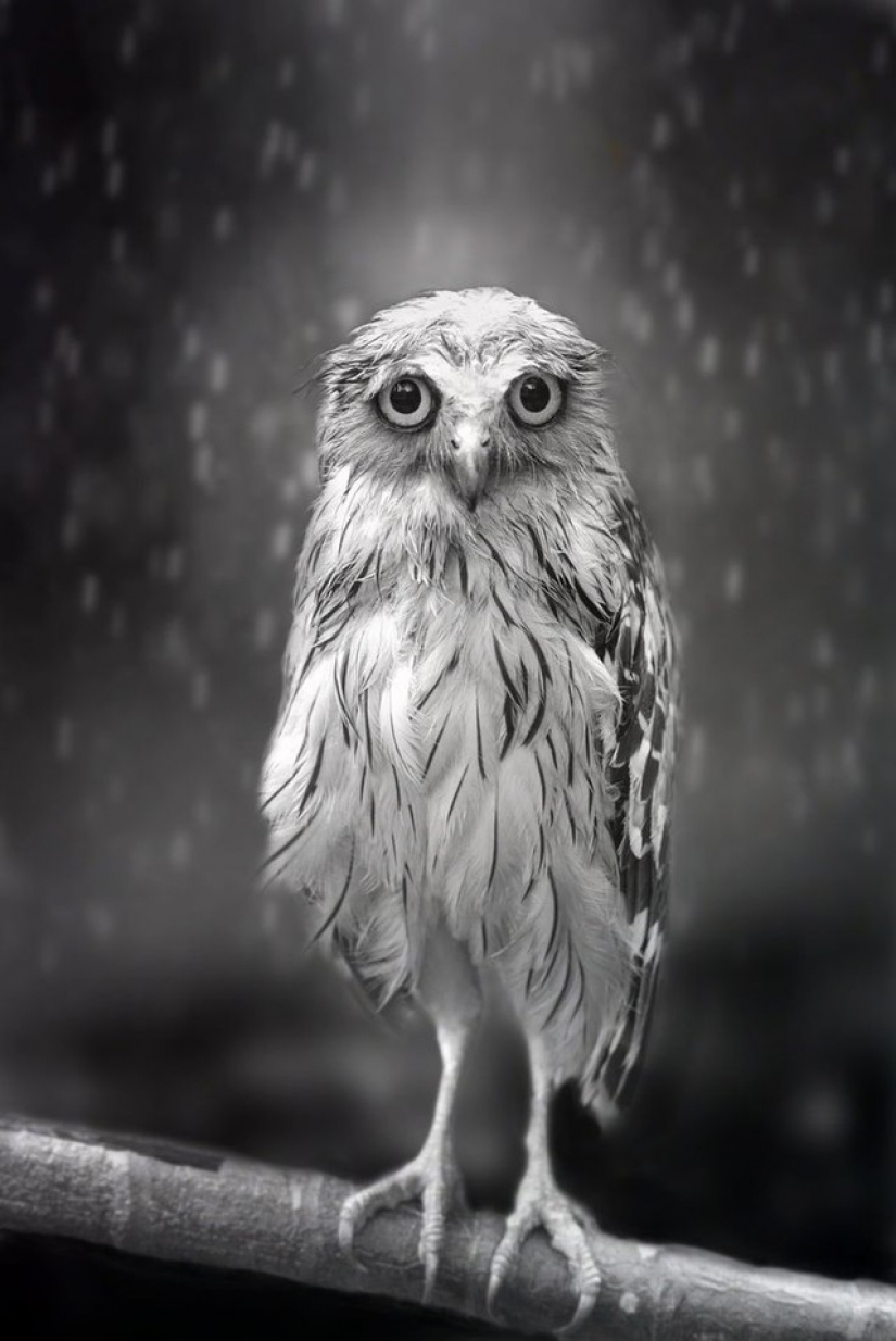 It's 100 most valuable photos of owls of all times and peoples