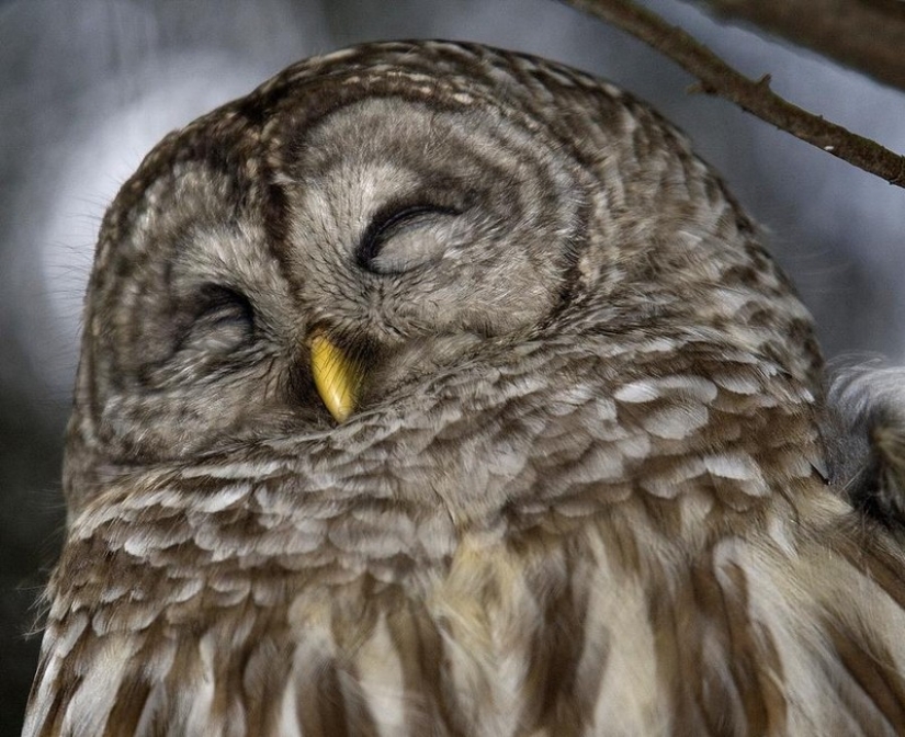 It's 100 most valuable photos of owls of all times and peoples