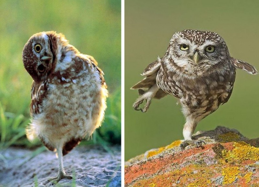 It's 100 most valuable photos of owls of all times and peoples