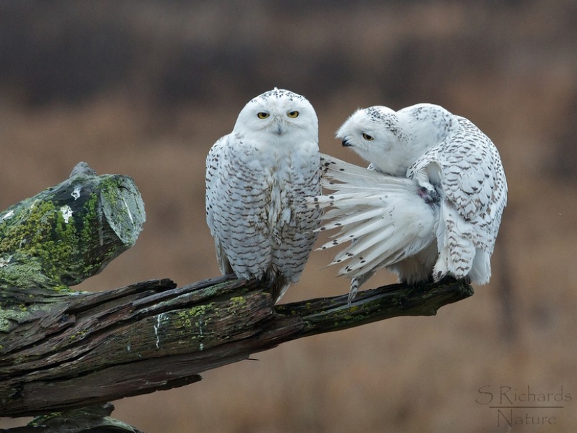 It's 100 most valuable photos of owls of all times and peoples