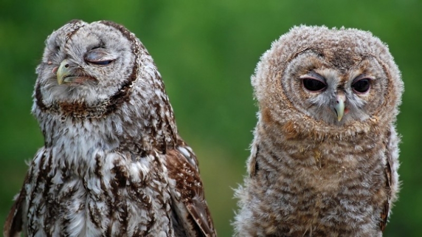 It's 100 most valuable photos of owls of all times and peoples