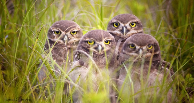 It's 100 most valuable photos of owls of all times and peoples
