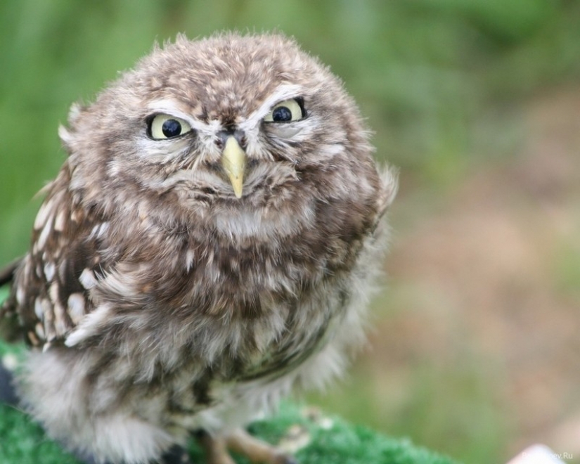 It's 100 most valuable photos of owls of all times and peoples