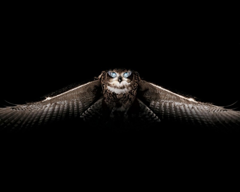 It's 100 most valuable photos of owls of all times and peoples