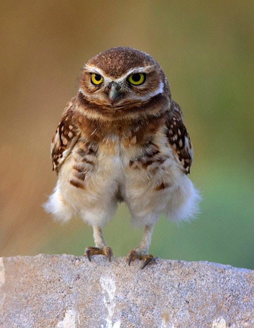 It's 100 most valuable photos of owls of all times and peoples