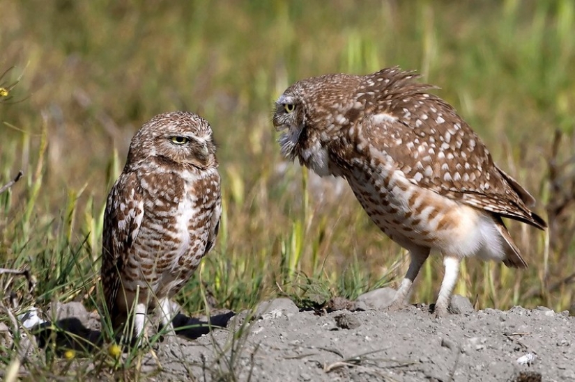 It's 100 most valuable photos of owls of all times and peoples