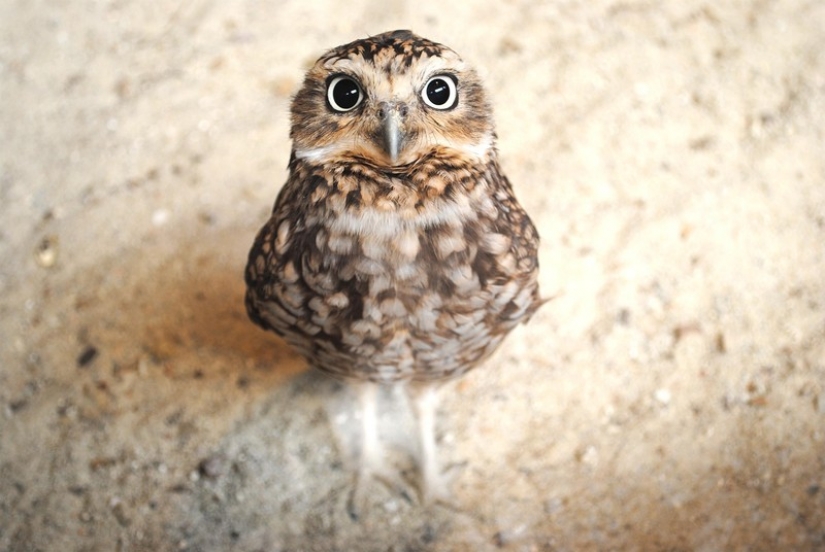 It's 100 most valuable photos of owls of all times and peoples